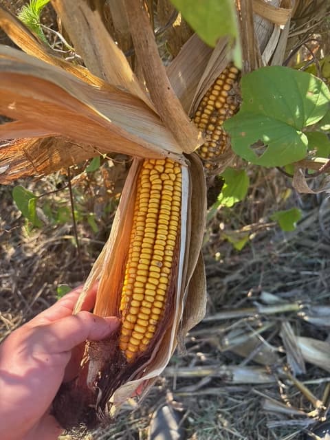 A hand holds a yellow ear of corn with dry husks in a cornfield.