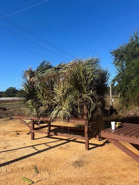 Camouflaged wooden hunting stand covered in palm fronds under a bright, clear blue sky.