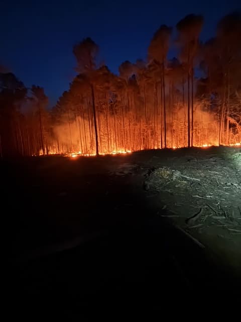 Tall pine trees silhouetted against bright orange flames and smoke during a nighttime forest fire.