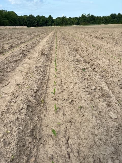 Rows of young green seedlings emerge from dry, tilled soil in a vast agricultural field.