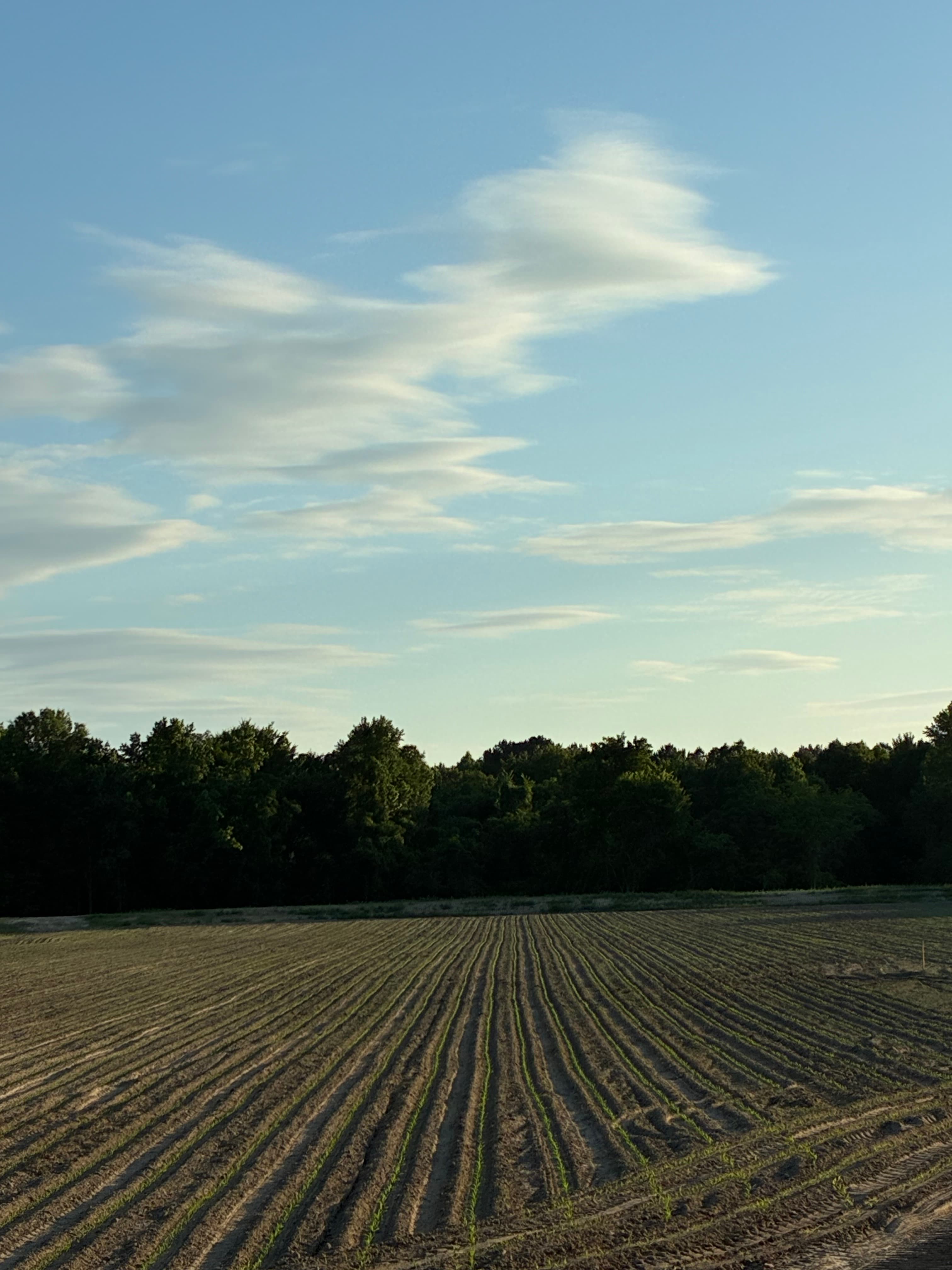 Rows of young green sprouts in a field under a blue sky with wispy clouds.