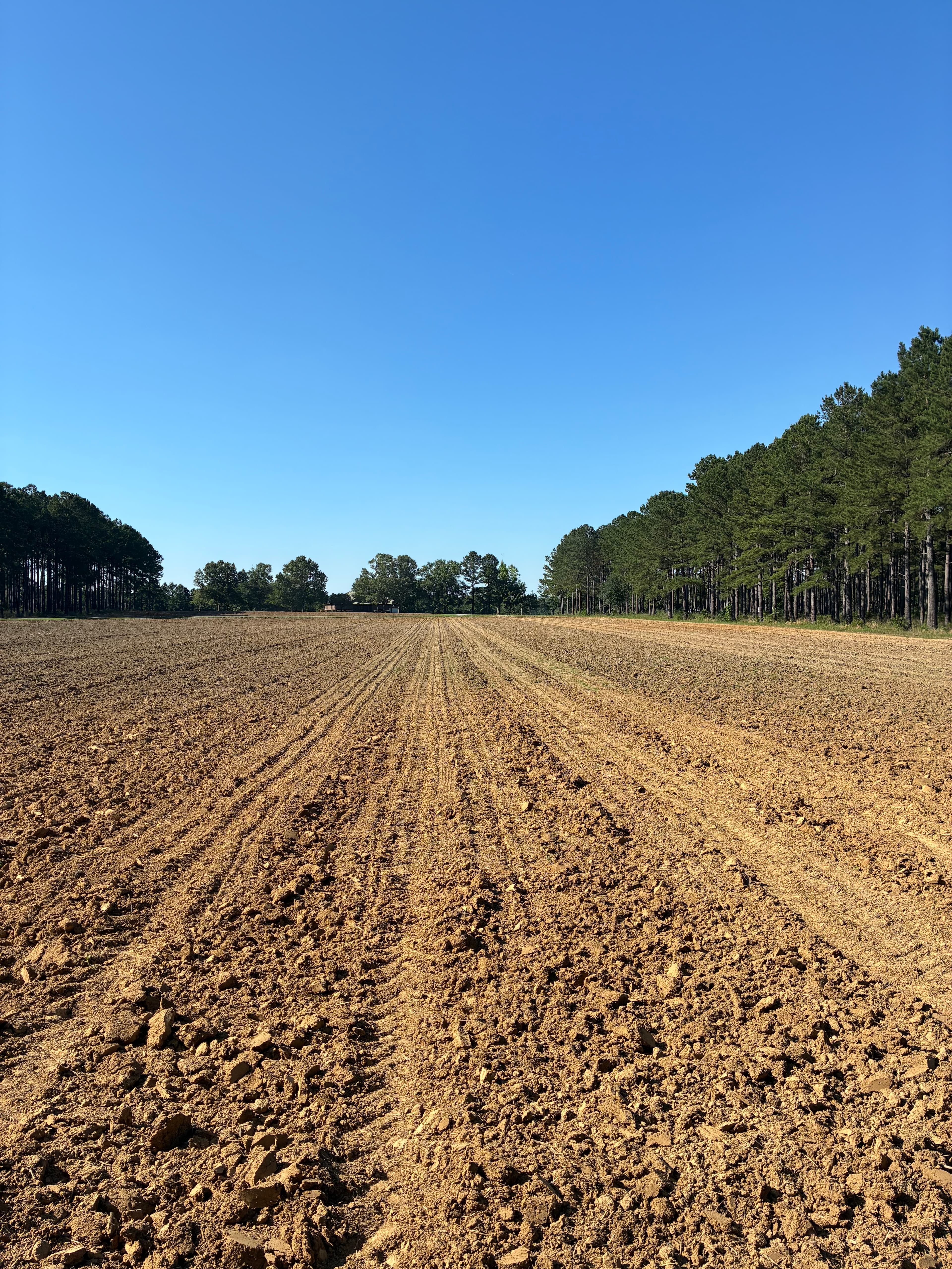 Freshly tilled brown field with furrows, flanked by pine trees under a clear blue sky.