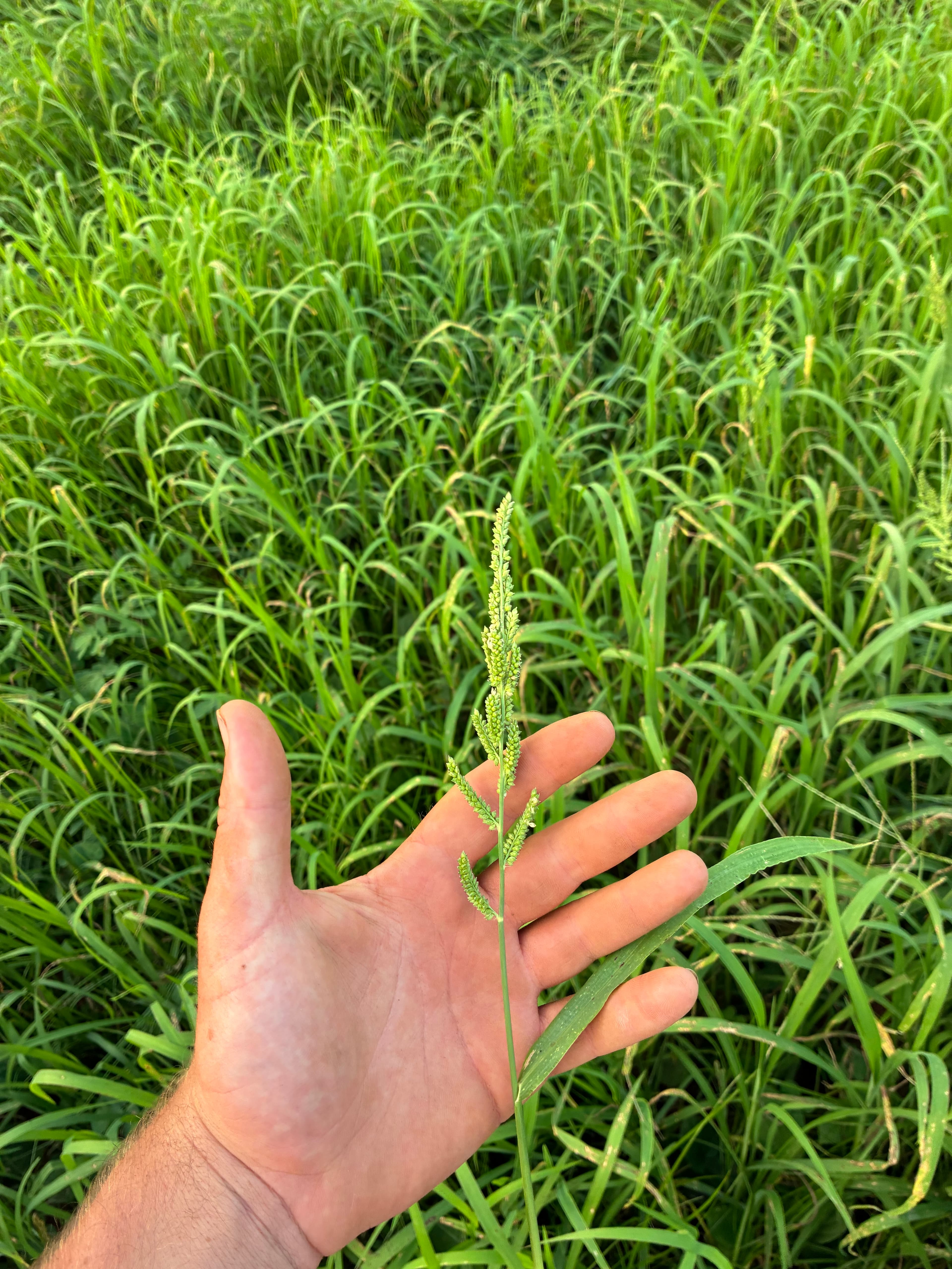 Hand holding a green grass seed head against a backdrop of a lush green field.